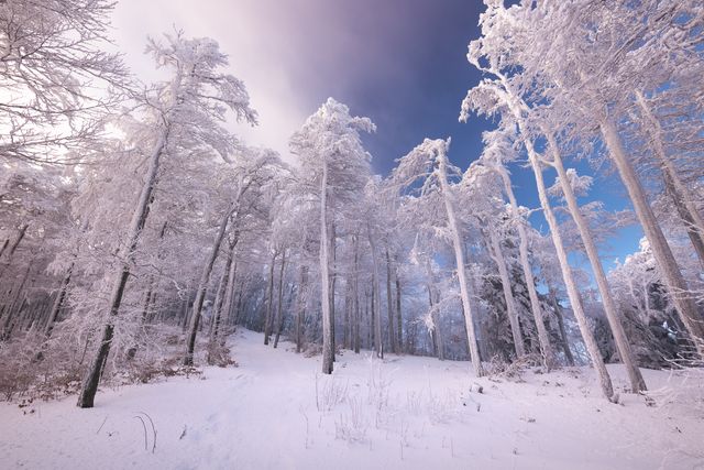 Forêt de givre